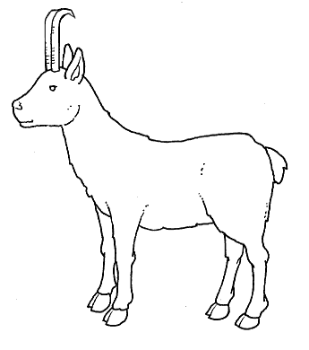 Kozy kolorowanki